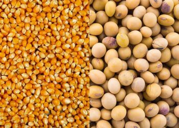 الدقهلية للدواجن: تكشف حقيقة سوق الخامات الفترة المقبلة وتنصح بعدم التخزين