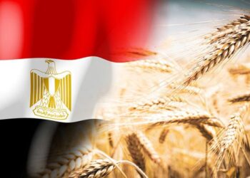 مصر تخفض هدف الاكتفاء الذاتي من القمح لعام 2025 إلى 51%