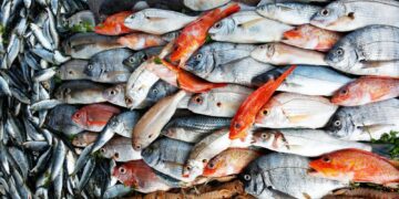 أسعار السمك