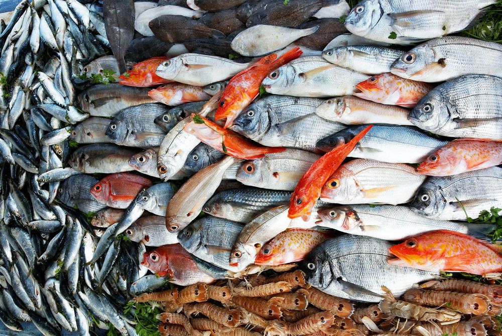 أسعار السمك اليوم الثلاثاء بسوق العبور للجملة