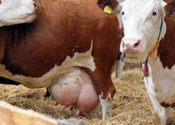 التهاب الضرع