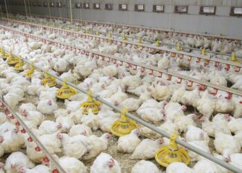 خاص| ثروت الزيني: تفعيل قانون عدم تداول الدواجن الحية الحل الأمثل للخروج من أزمة تذبذب الأسعار
