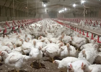 عن وصول الكيلو لـ63 جنيه.. طارق هلا: أسعار الدواجن تصل لأدنى مستوى لها.. ونخاطب المجازر لتعزيز السحب