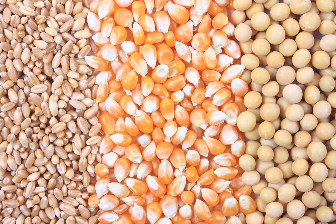 وزارة الزراعة الأمريكية تزيد توقعاتها بشأن مناطق زراعة الذرة وتخفض فول الصويا والقمح