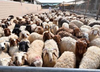 مصر تتعاقد مع الصومال وجيبوتي لاستيراد أصناف جديدة من الماعز و الأغنام