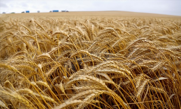 بوينس آيرس: الطقس البارد يهدد القمح الأرجنتيني بالصقيع