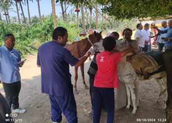 "الزراعة" تطلق قافلة بيطرية مجانية إرشادية لحماية الثروة الحيوانية بمحافظة الإسماعيلية