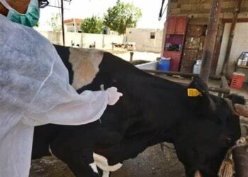 الزراعة: إعطاء أكثر من 6.6 مليون جرعة ضد مرضى الحمي القلاعية خلال الحملة القومية الثانية