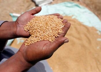 الحكومة تطلق مشروع “مستقبل مصر” لتحويل الصحراء الغربية إلى أراض صالحة لزراعة القمح والذرة