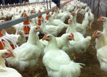 بعد خروجهم.. أشرف المرشدي: مبادرات لعودة شريحة من المربين خلال الفترة المقبلة