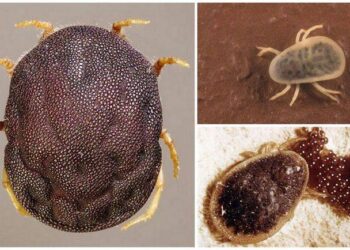 العلاج البيولوجى للقراد باستخدام بعض أنواع الفطريات