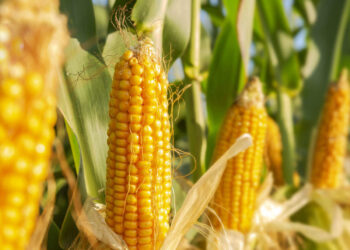 الزراعة توفد لجنة استكشافية لرصد دودة الحشد الخريفية في الذرة الشامية بكفر الشيخ