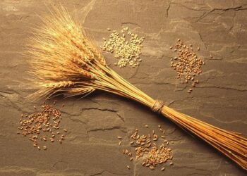 القمح الأوكراني يعرض أدنى سعر عند 244 دولارًا للطن في مناقصة مصرية ضخمة