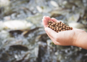 الدعاء للأعلاف زيادة المعروض من الخامات يعطي الأمان للمربين لعدم ارتفاع سعر العلف