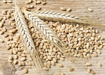 مصر تتفاوض على الشراء المباشر للقمح الروسي