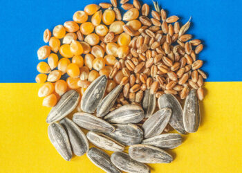 صادرات الحبوب الأوكرانية تنمو بنسبة 49٪ وتصل إلى 7.6 مليون طن لموسم 2023-24 تقفز 60%