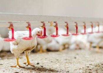 إجهاد اﻟﺤﺮاري