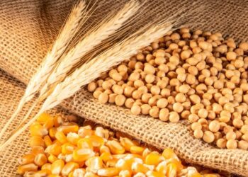 الذرة والقمح وفول الصويا بالقرب من أدنى مستوياتها في أربع سنوات