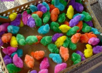 حسن الغريب شركات الكتاكيت