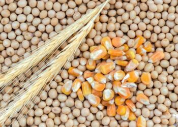 بورصة الحبوب