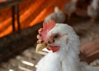 مرض جدري الطيور Fowl pox