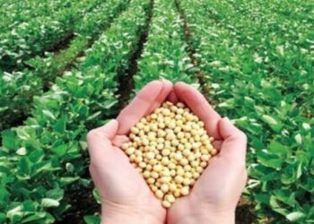 صويا فاللي: سببين وراء نزول الصويا بالأسواق.. ويكشف موعد ارتفاع أسعار