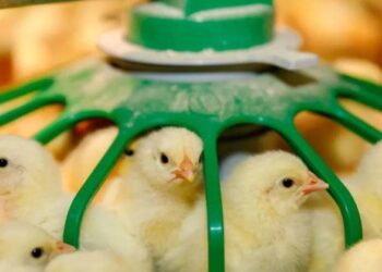 شعبة الدواجن ترد: الجميع ليهم مصلحة فى الارتفاع