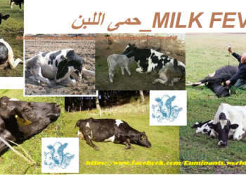 Milk fever حمى اللبن