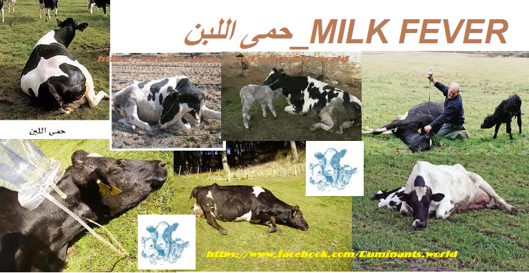 Milk fever حمى اللبن