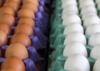 بعد الإعلان عن تحريك 3 قضايا ضد 21 من منتجي البيض.. جمعة مسعد: شعبة بيض المائدة المسؤول الأول والأخير عن تحديد الأسعار