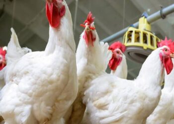 ارتفاع أسعار الدواجن والبيض والكتاكيت اليوم الأربعاء بالمزارع
