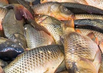 البلطي والبوري والجمبري.. أسعار السمك اليوم السبت بسوق العبور للجملة