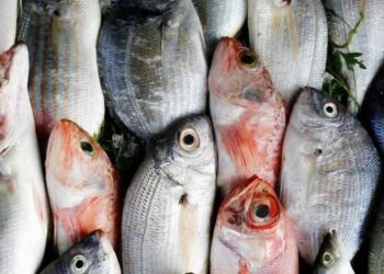 البلطي والبوري والجمبري.. أسعار السمك اليوم الثلاثاء بسوق العبور للجملة