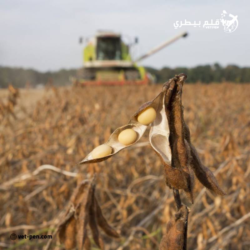 بورصة البحبوب| العقود الآجلة لفول الصويا تحقق مكاسب طفيفة بنهاية جلسة الثلاثاء