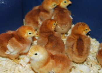 مسوق دواجن: الكتاكيت الساسو تتبع ارتفاع نظيرتها البيضاء والكتكوت يسجل 20 جنيه