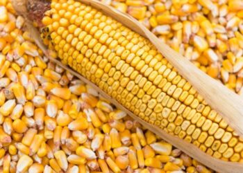 مصر من بين أكبر المشترين للذرة الأوكرانية في موسم 2023-24