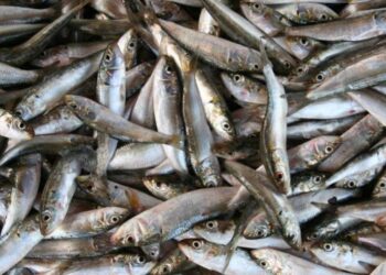 البلطي والبوري والجمبري.. أسعار السمك اليوم الأربعاء بسوق العبور للجملة