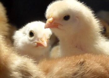 عياد للإنتاج الداجني: قريباً سعر الكتكوت سيصل إلى 45 جنيه