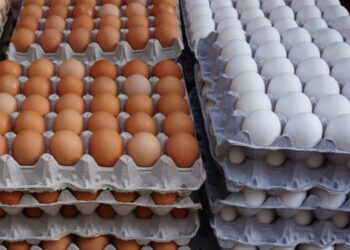 الصحراوي يكشف أبرز المخاطر التي تواجه منتجي البياض وأسباب ارتفاع أسعار البيض ورؤية تحليلية للسوق