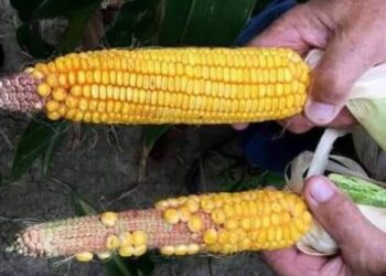 موسم حصاد الذرة