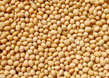 مبيعات جديدة لفول الصويا الأمريكي تقدر بـ132 ألف طن إلى الصين