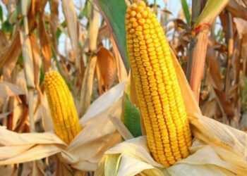 نقيب الفلاحين الذرة الصفراء المحلي