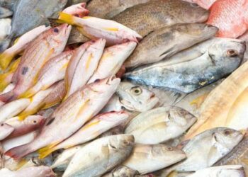 13 جنيها انخفاضا في سعر البلطي.. أسعار السمك اليوم الخميس بسوق العبور للجملة