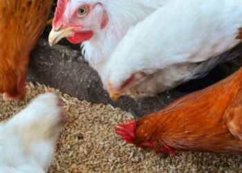 أسعار الدواجن