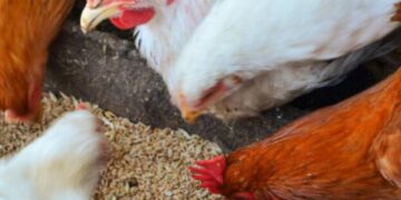 أسعار الدواجن