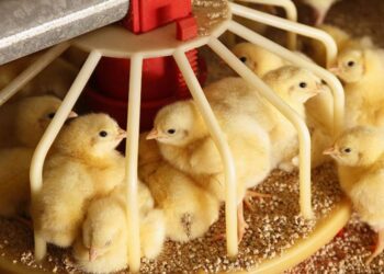 العدل للأعلاف: استمرار نمو أسعار الكتاكيت يقف عائقا أمام انتعاشة حركة الأسواق