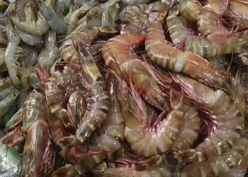 البلطي والبوري والجمبري.. أسعار السمك اليوم الإثنين بسوق العبور للجملة