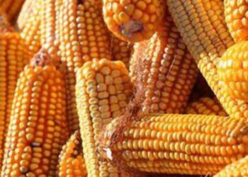 الدقهلية للدواجن: طن الذرة البرازيلي 210 دولار.. والأوكراني المتاح حاليا رديئة الجودة