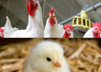 منتجي الدواجن.. ارتفاع الكتاكيت (مؤقتة) وضع السوق عامة مستقر