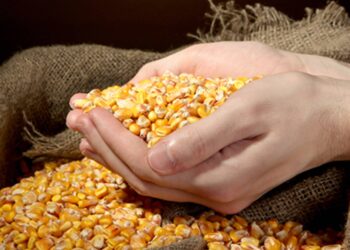 الذرة والصويا بورصة الحبوب